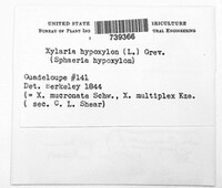 Xylaria hypoxylon image